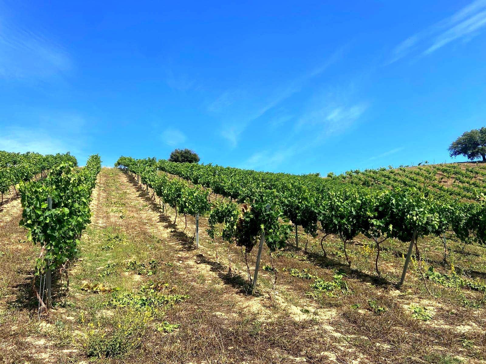 Why Investors Are Buying in Jimena de la Frontera in 2026
