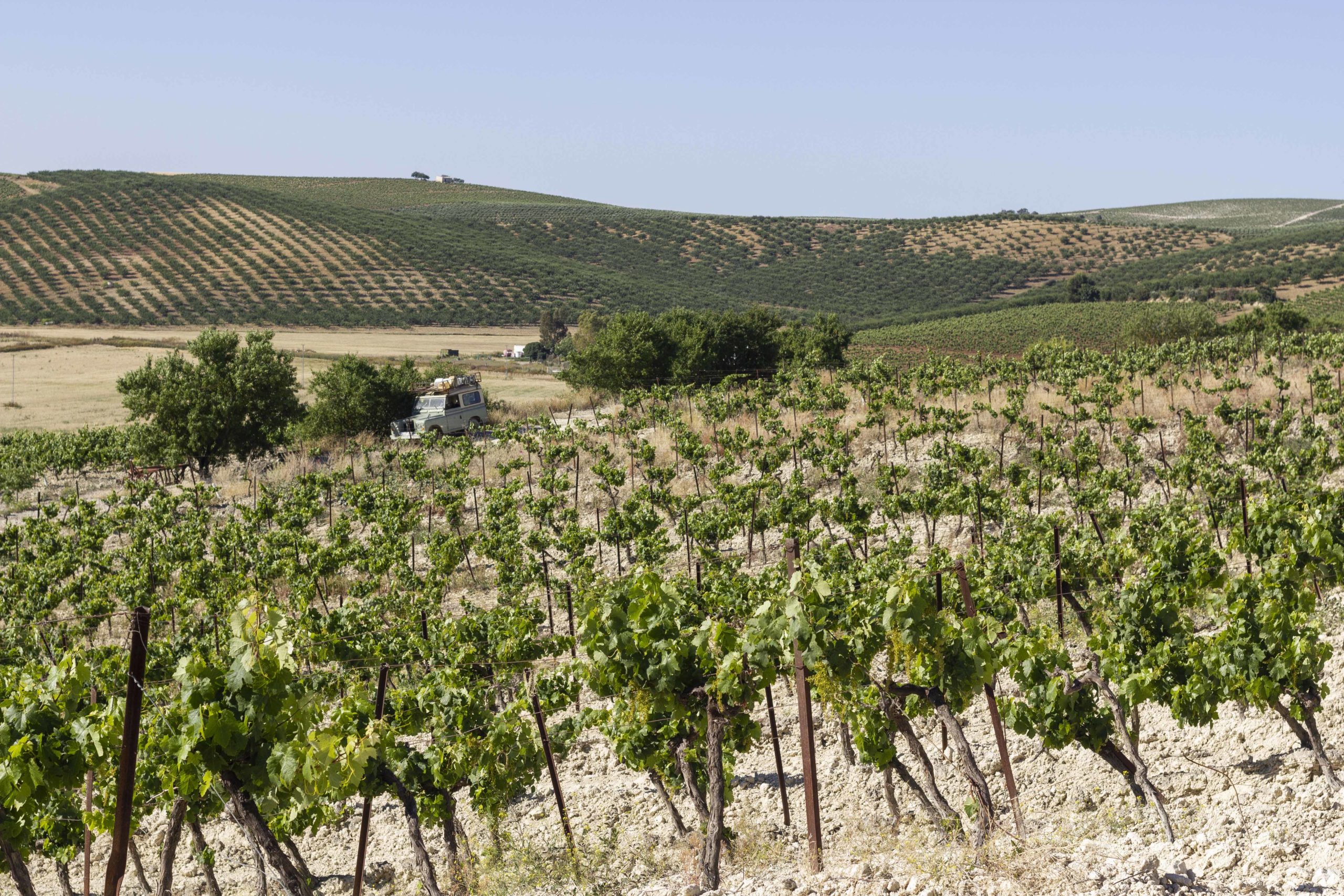 Invertir en el Marco de Jerez: el valor estratégico de las fincas de menos de 10 hectáreas