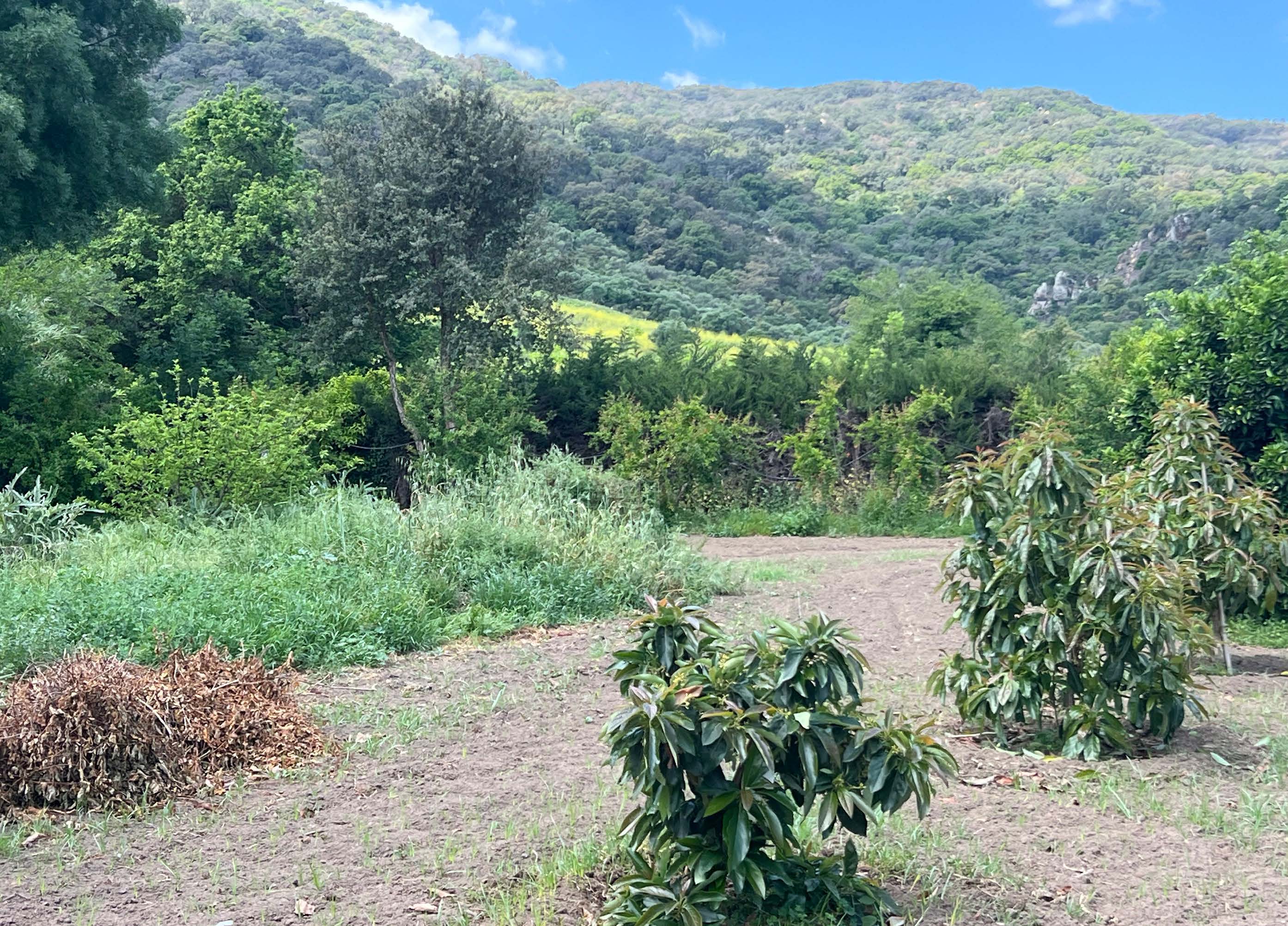 Exclusive Country House with Gardens and Pool in a Natural Setting near Marchenilla — photo 17 of 21