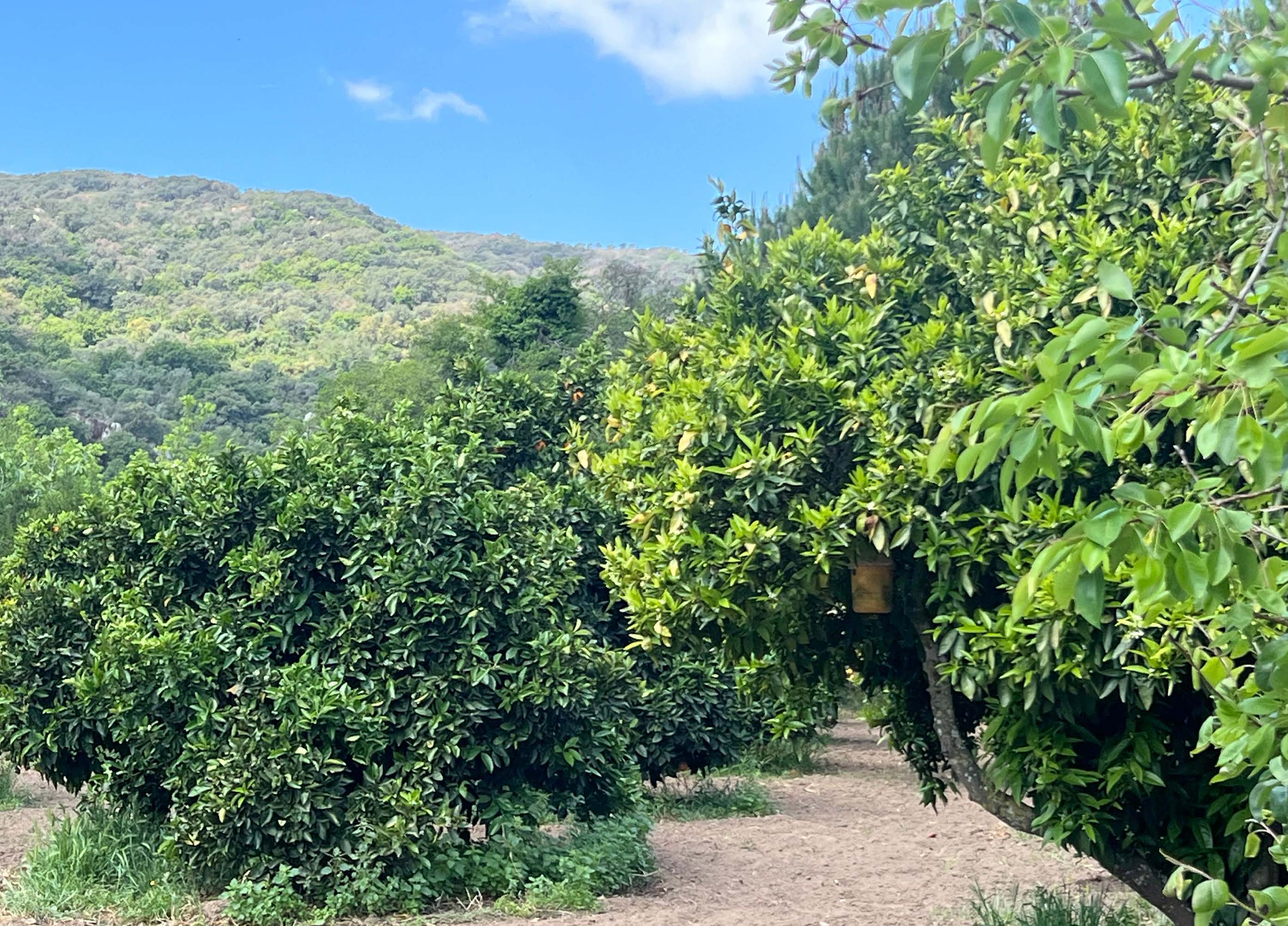 Exclusive Country House with Gardens and Pool in a Natural Setting near Marchenilla — photo 18 of 21