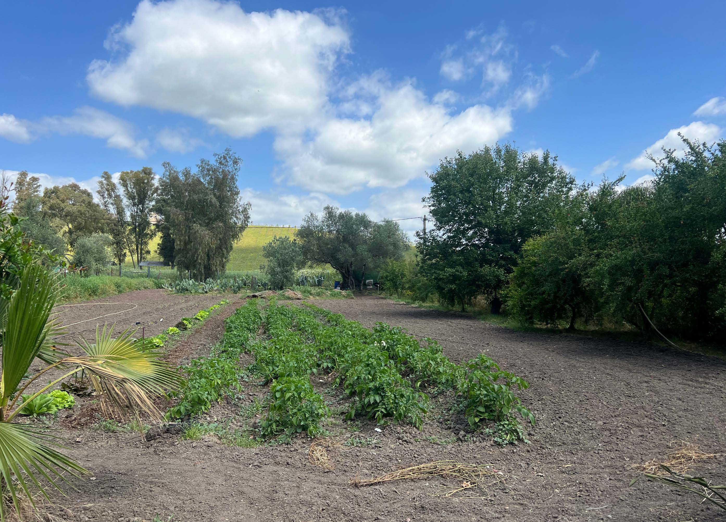 Exclusive Country House with Gardens and Pool in a Natural Setting near Marchenilla — photo 15 of 21