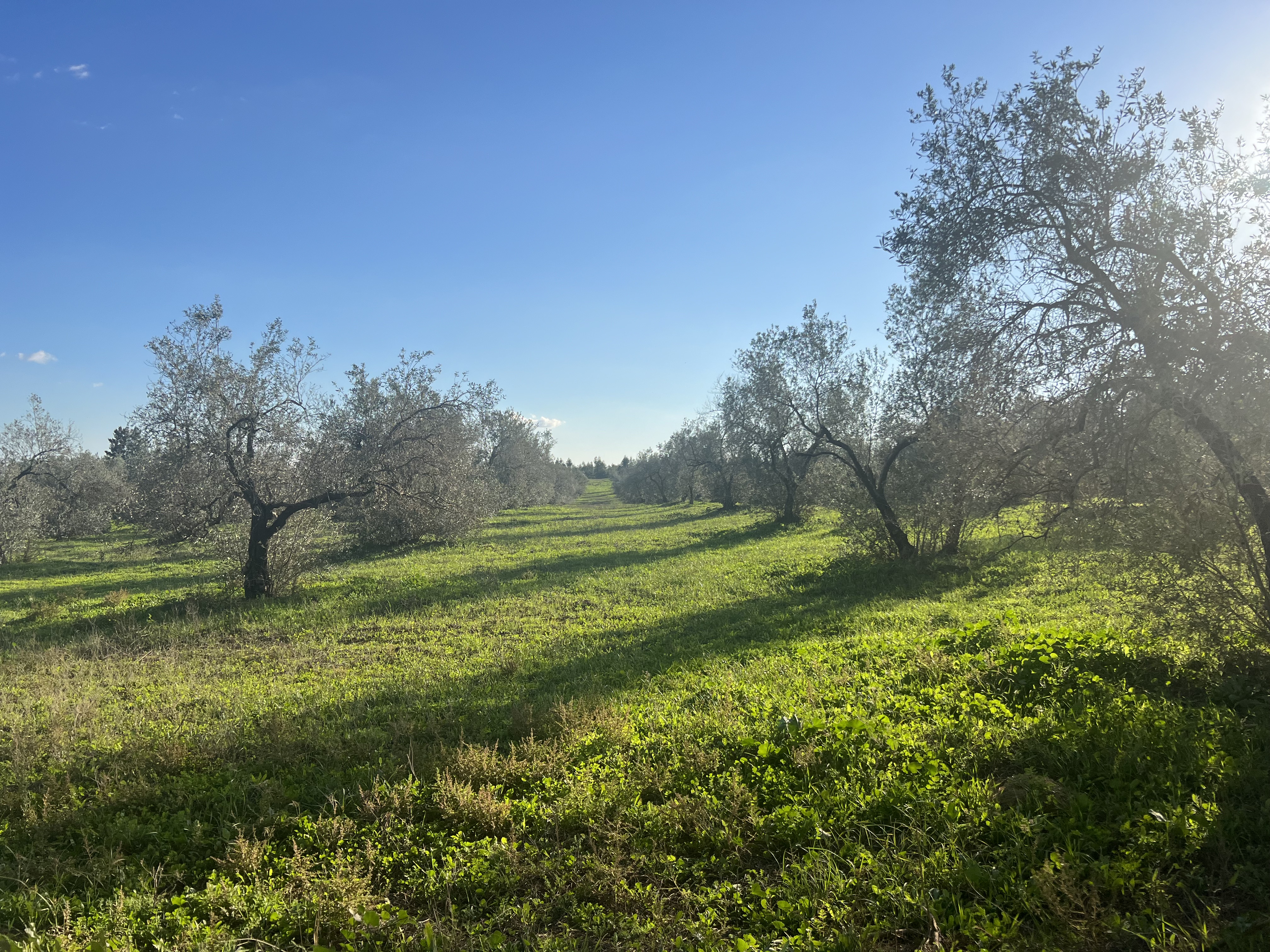 OLIVE GROVE ESTATE WATER RESOURCES & AGRICULTURAL POTENTIAL — Finca in Almonte, Huelva