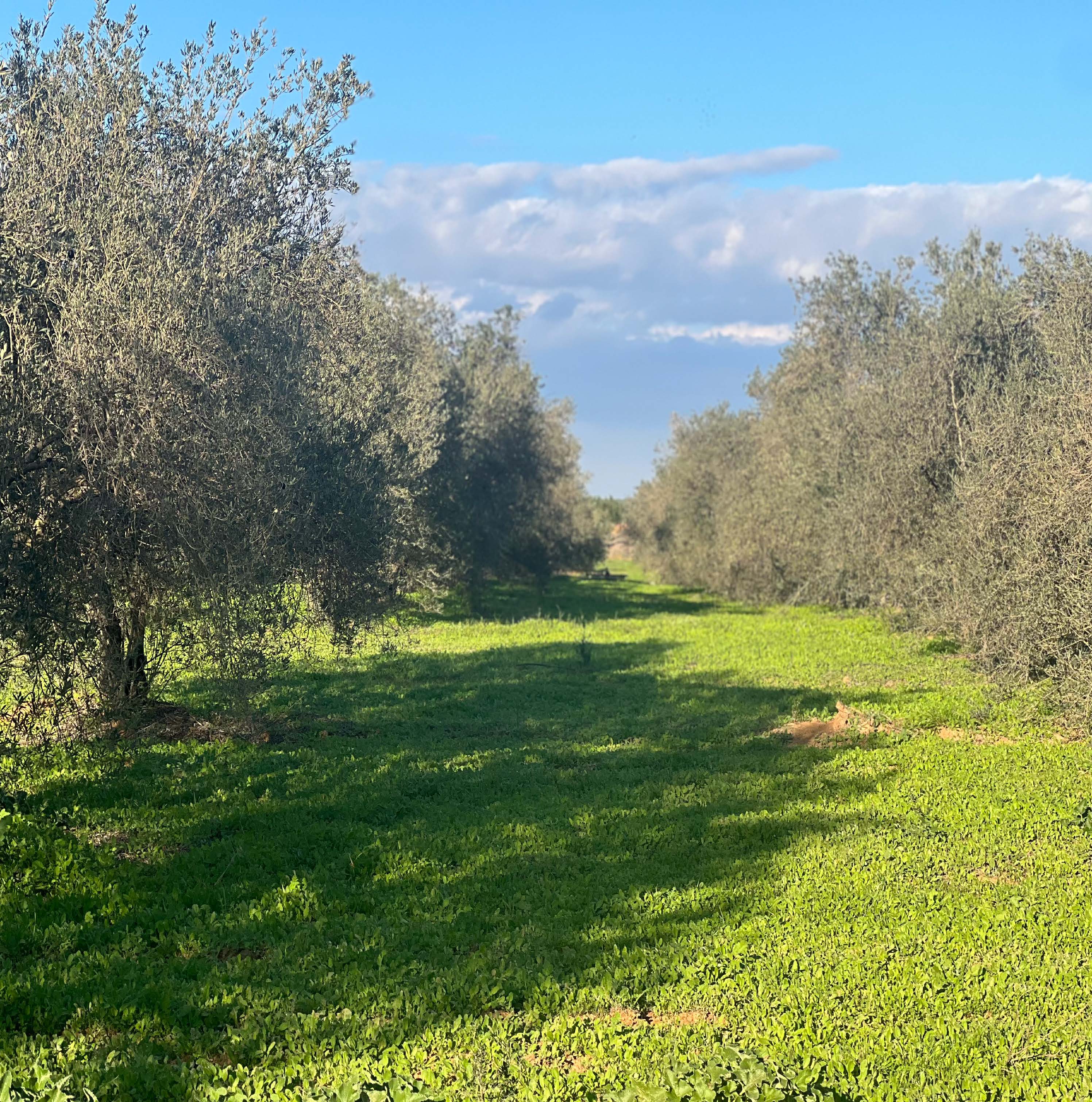 OLIVE GROVE ESTATE WATER RESOURCES & AGRICULTURAL POTENTIAL — photo 3 of 6