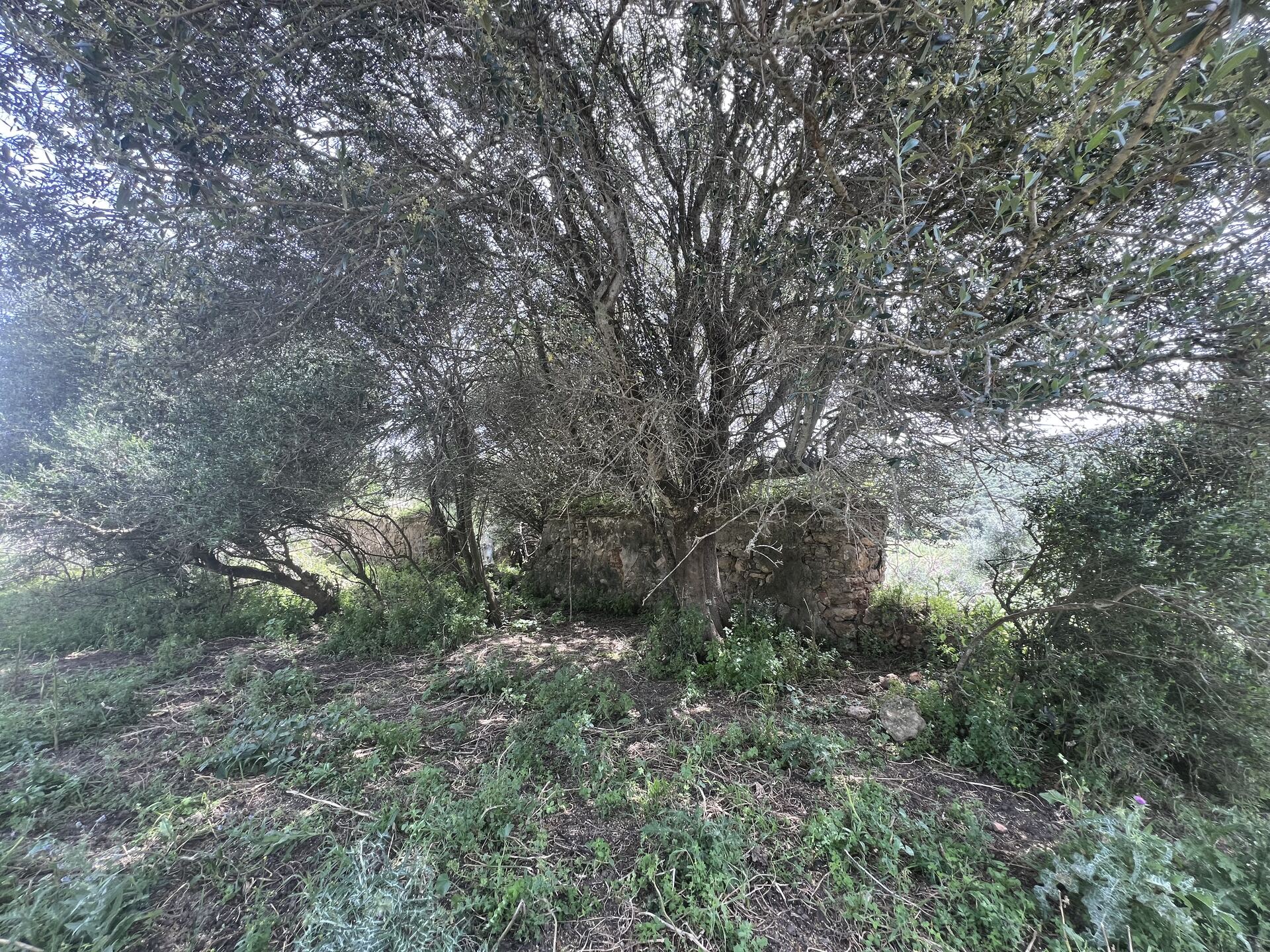 Finca Rústica Singular con Río Permanente y Cortijo Histórico — San Roque, Cádiz — photo 9 of 10