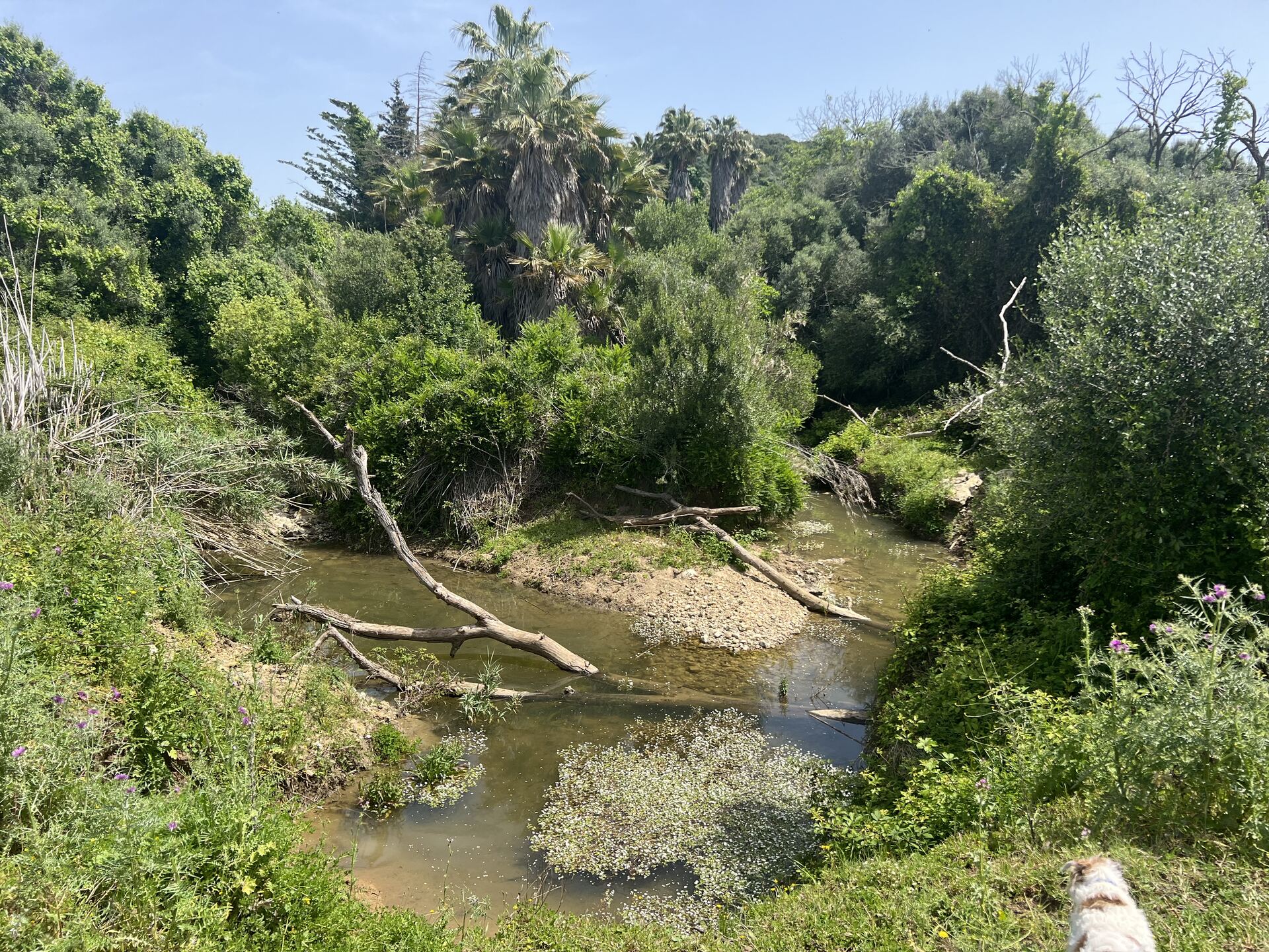 Finca Rústica Singular con Río Permanente y Cortijo Histórico — San Roque, Cádiz