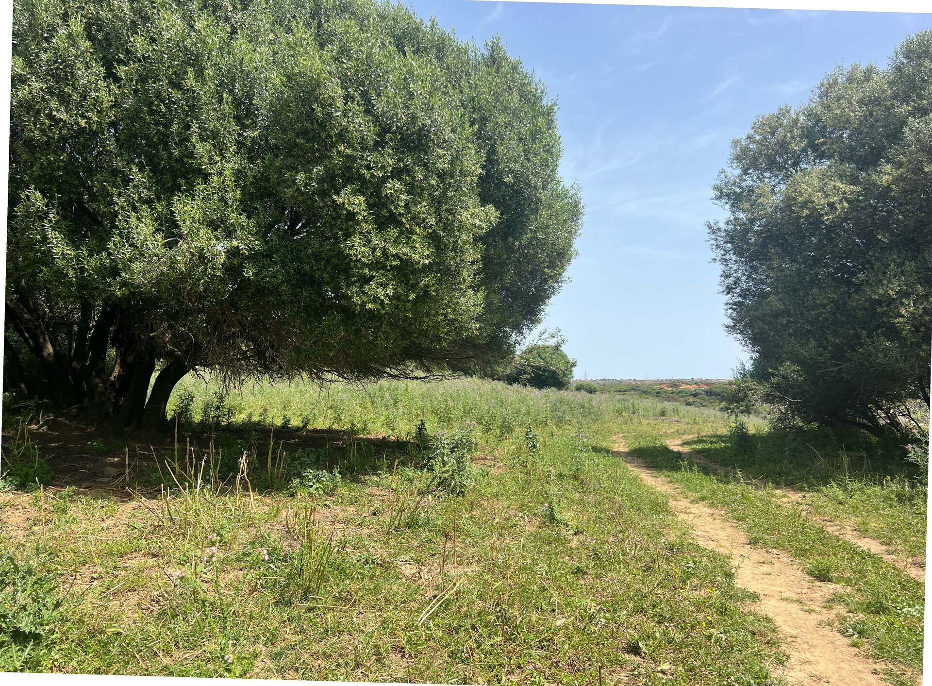 Finca Rústica Singular con Río Permanente y Cortijo Histórico — San Roque, Cádiz — Finca in San Roque, Cádiz