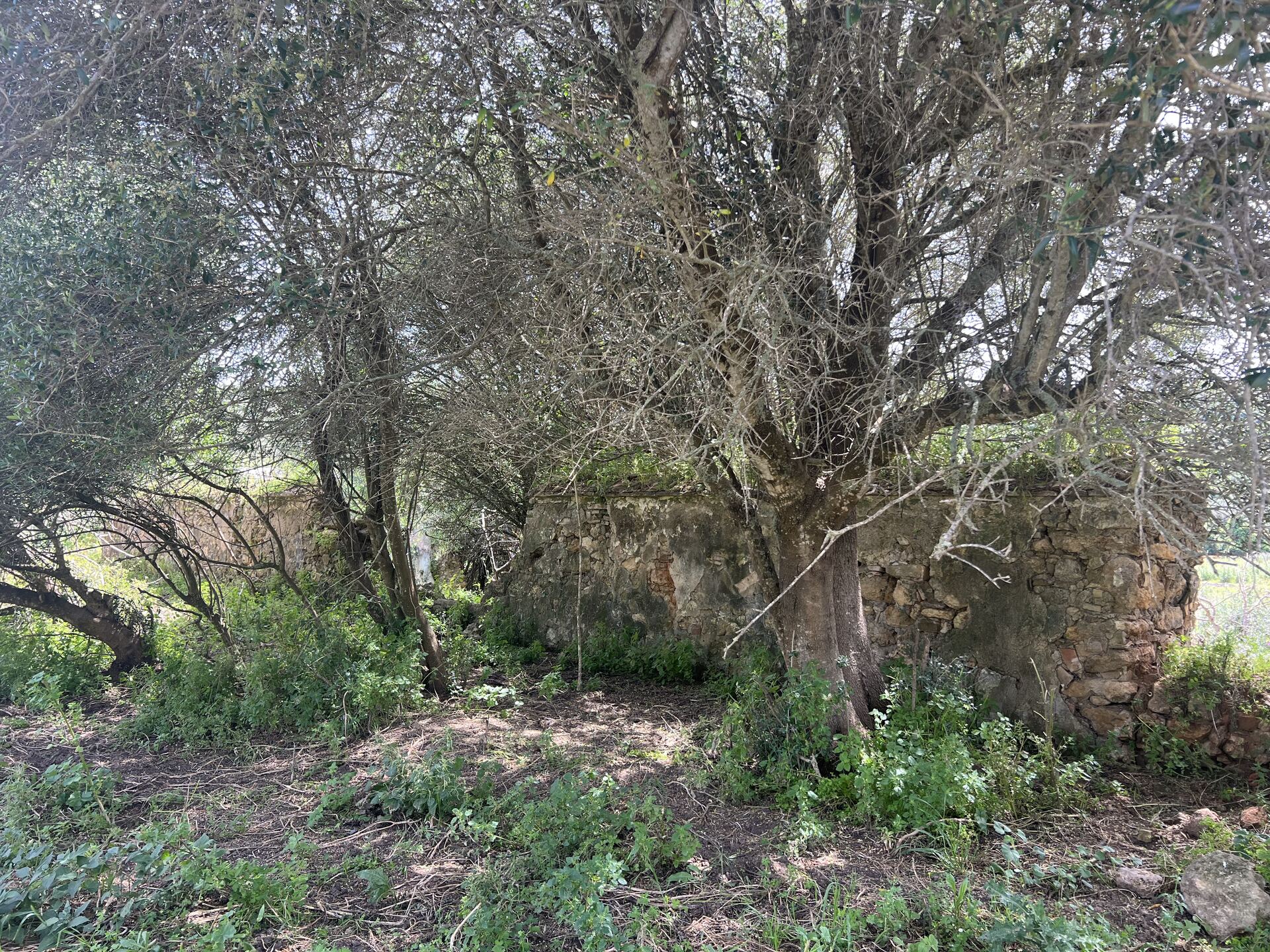 Finca Rústica Singular con Río Permanente y Cortijo Histórico — San Roque, Cádiz — photo 8 of 10