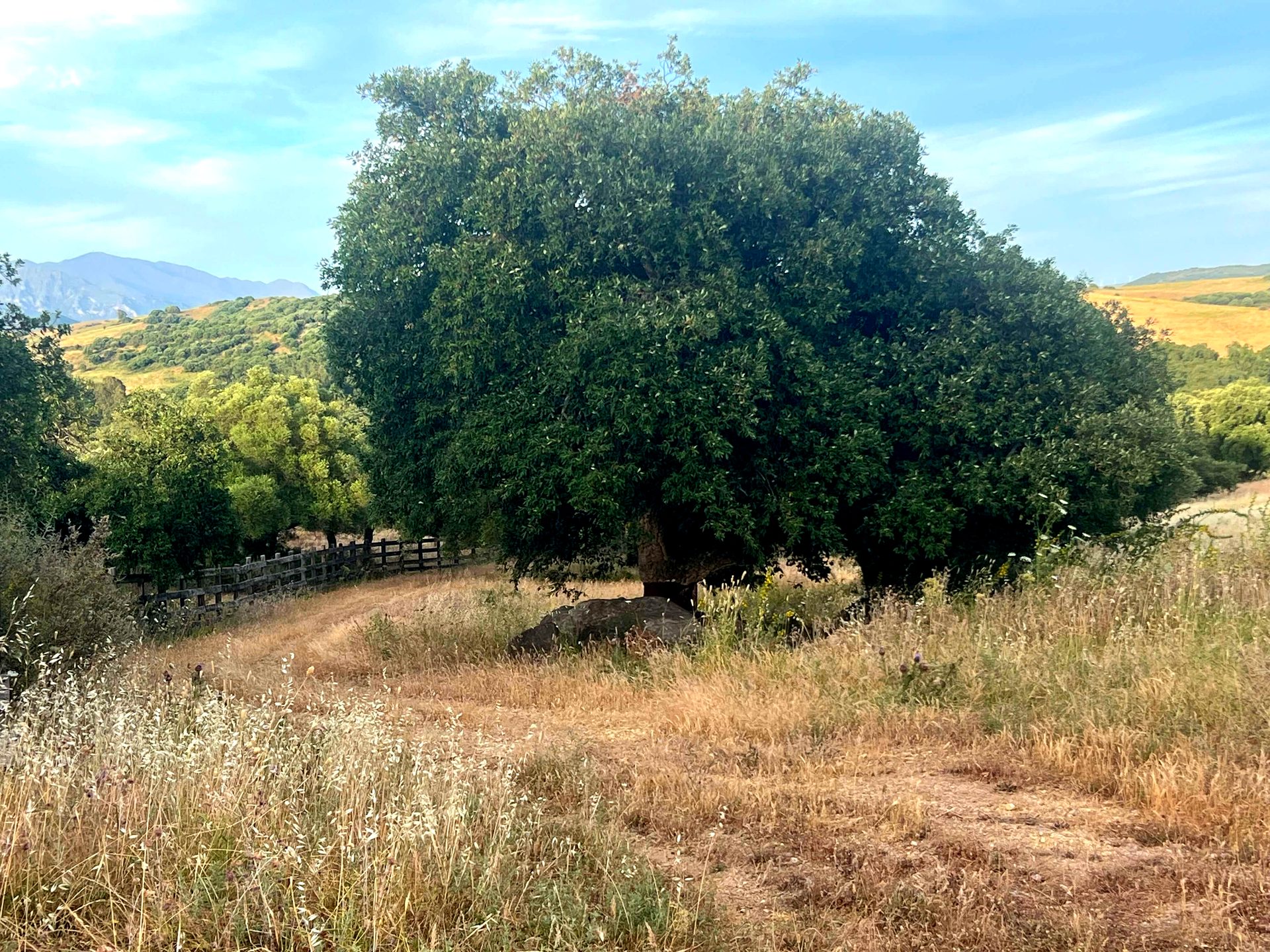 Luxury Equestrian Estate for Sale Near Sotogrande | Cádiz, Andalusia — photo 7 of 8