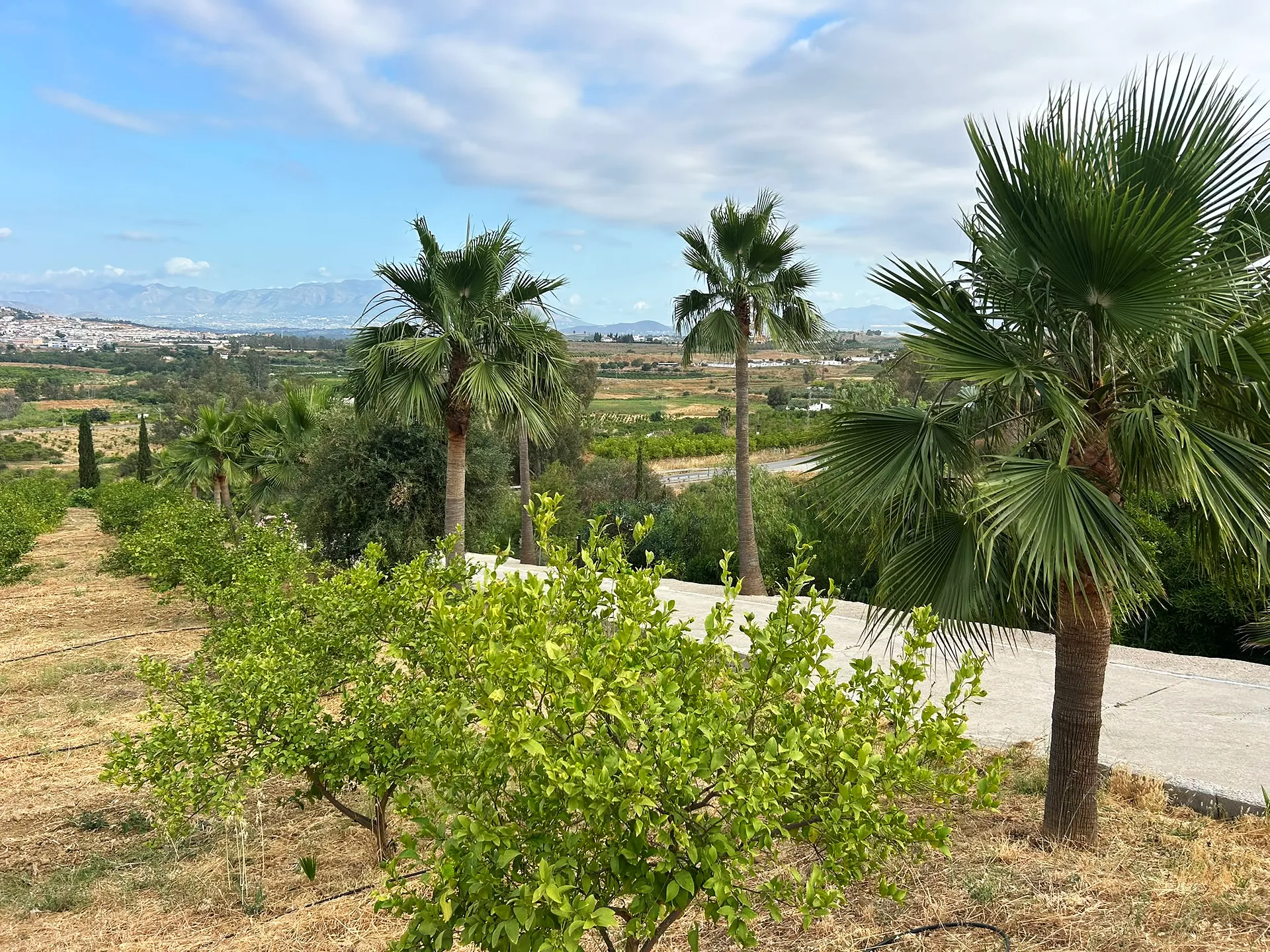 Finca Las Palmeras — Rural Hotel & Wellness Retreat, 25 min from Málaga — photo 16 of 34