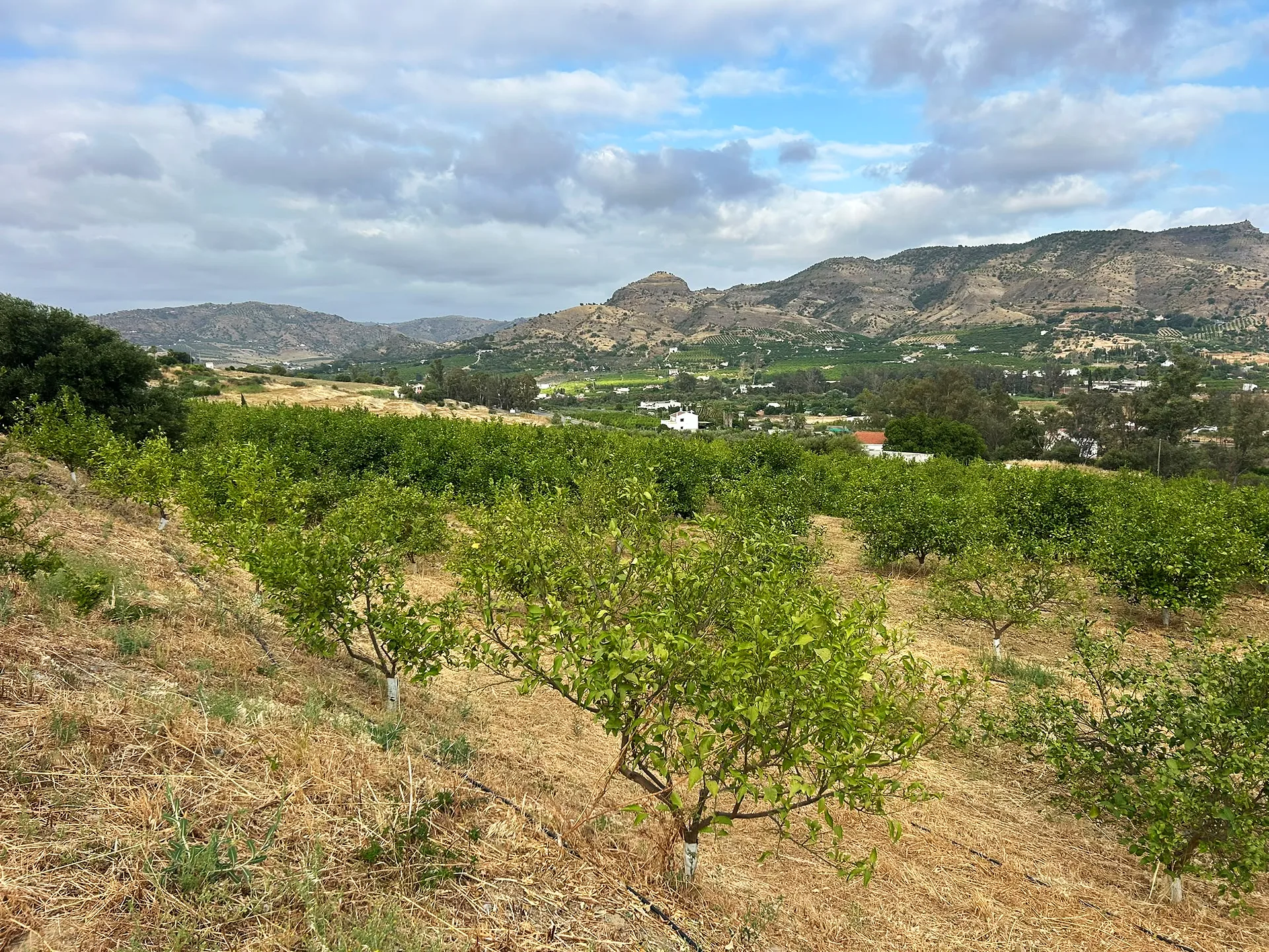 Finca Las Palmeras — Rural Hotel & Wellness Retreat, 25 min from Málaga — photo 22 of 34