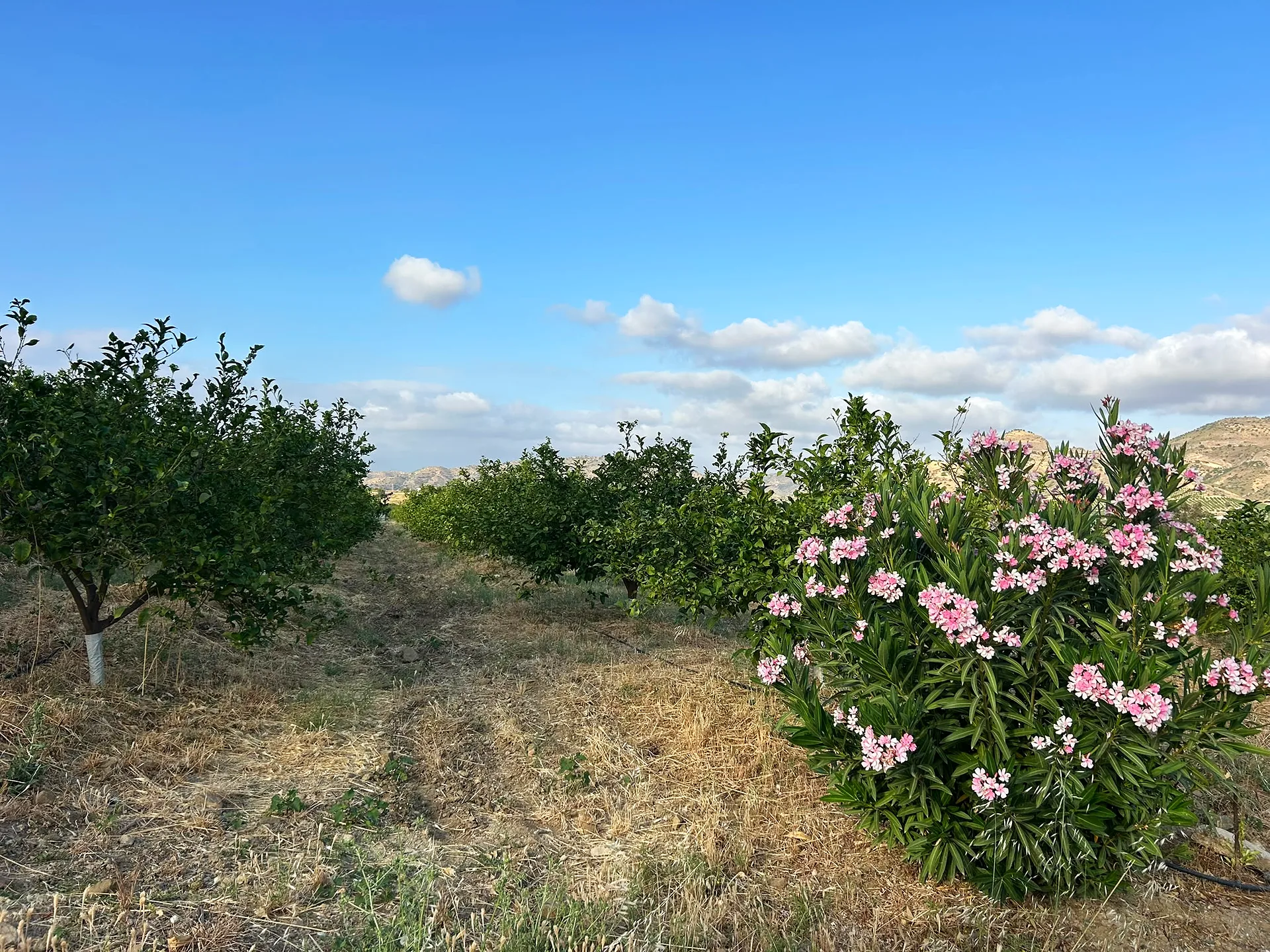Finca Las Palmeras — Rural Hotel & Wellness Retreat, 25 min from Málaga — photo 17 of 34