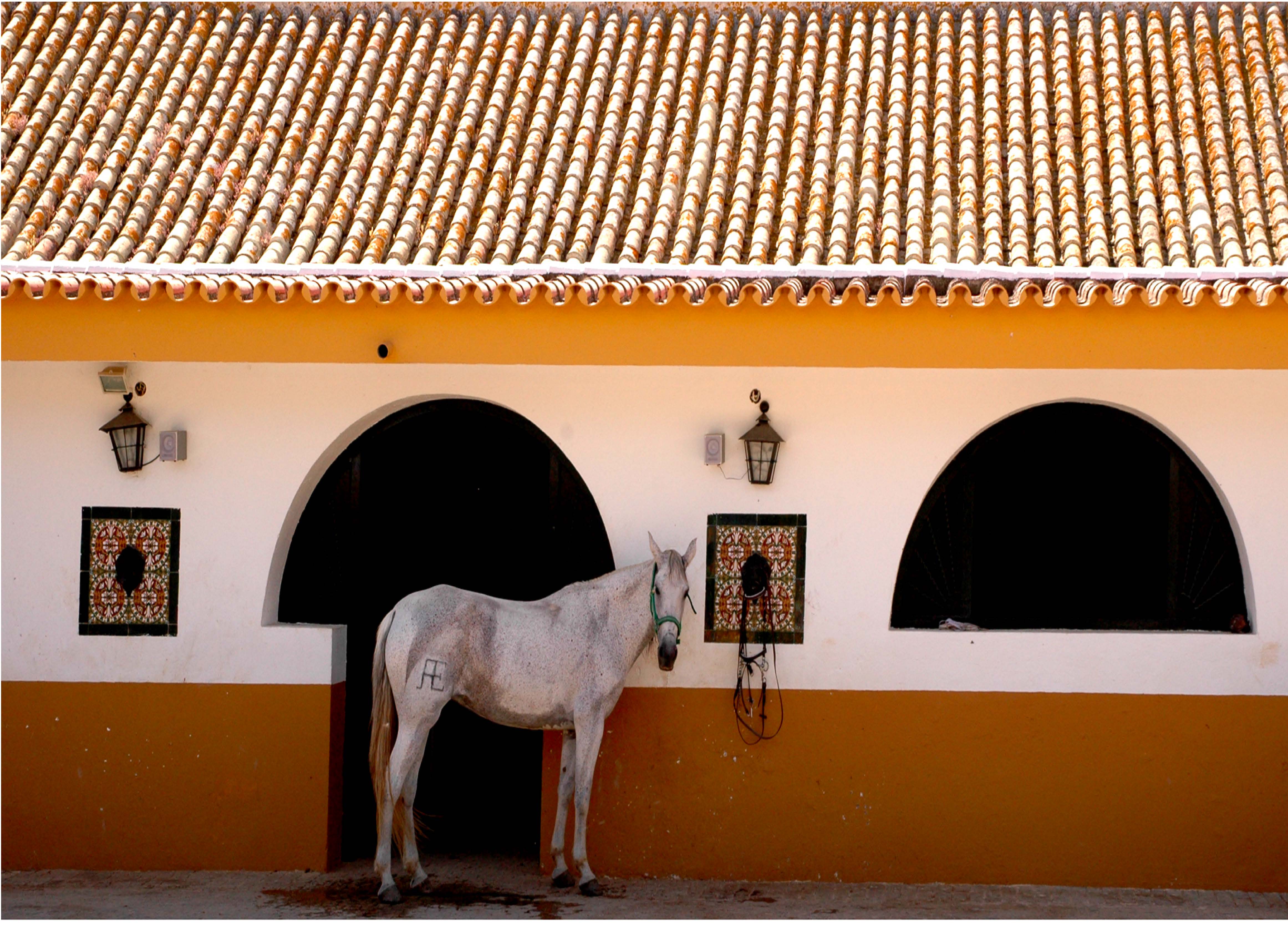 EXCEPTIONAL ANDALUSIAN ESTATE NEAR SEVILLA — photo 16 of 20